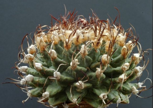Turbinicarpus_alonsoi_1